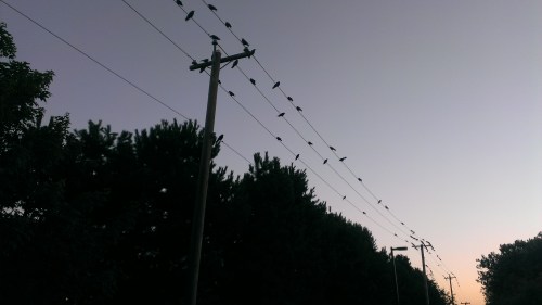 Vancouver Crow Sunset